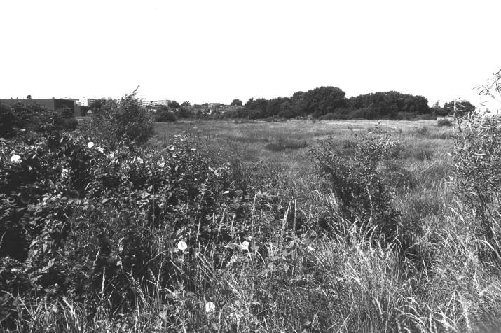 Howardian Local Nature Reserve
Looking north from southern end of Vetch Meadow