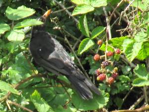 Black Bird (Male)
