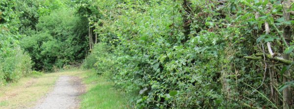 Howardian Local Nature Reserve 
   Hedge in growth summer 2010