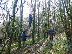 Howardian Local Nature Reserve 
  Boxes being put high in the trees
