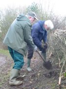 Howardian Local Nature reserve 
  Planting to thicken newly laid hedges