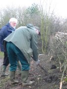 Howardian Local Nature reserve 
  Planting to thicken newly laid hedges