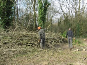 Howardian Local Nature Reserve 
 thinning