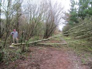 Howardian Local Nature Reserve 
  Thinning of trees