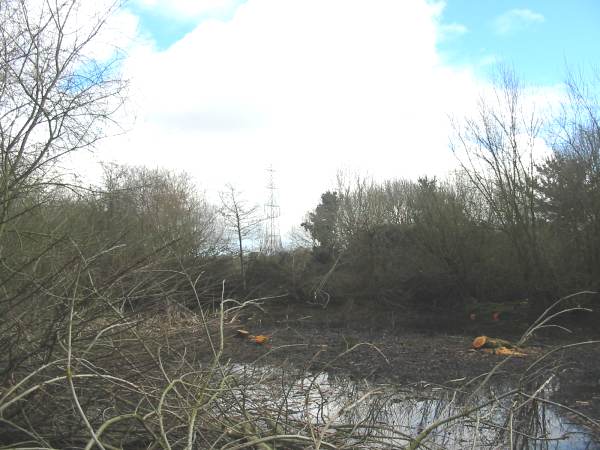Howardian Local Nature Reserve 
  Wetland after thinning looking East