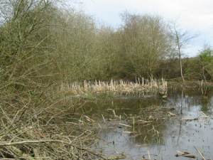 Howardian Local Nature Reserve
  Wetland before thinning