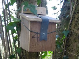 Howardian Local Nature Reserve
  Fitted dormouse box