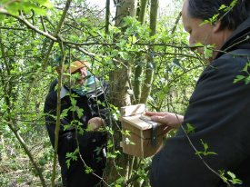 Howardian Local Nature Reserve
  Fitting dormouse box