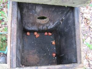 Howardian Local Nature Reserve
   Cleaned box with Hazel Nuts