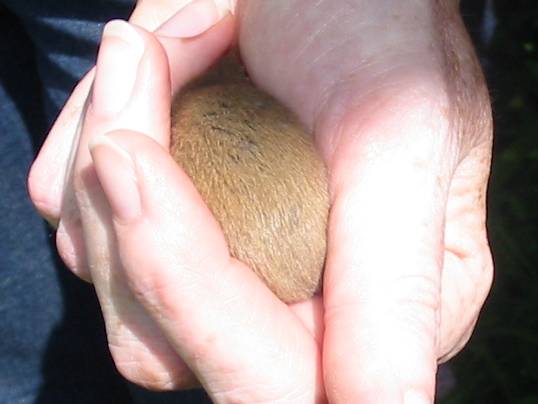 Howardian Local Nature Reserve
  Juvenile Dormouse showing the
  browner colour of the young