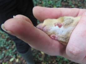 Howardian Local Nature Reserve
  Dormouse with white bib ~ October.
