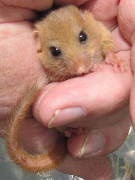 Dormouse in hand