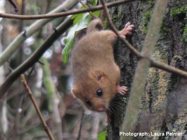 Howardian Local Nature Reserve Typical woven Dormouse Nes