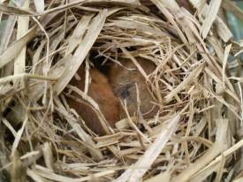 Howardian Local Nature Reserve
    Dormouse Reed
Nest