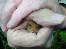Howardian Local Nature Reserve
    Dormouse safely held