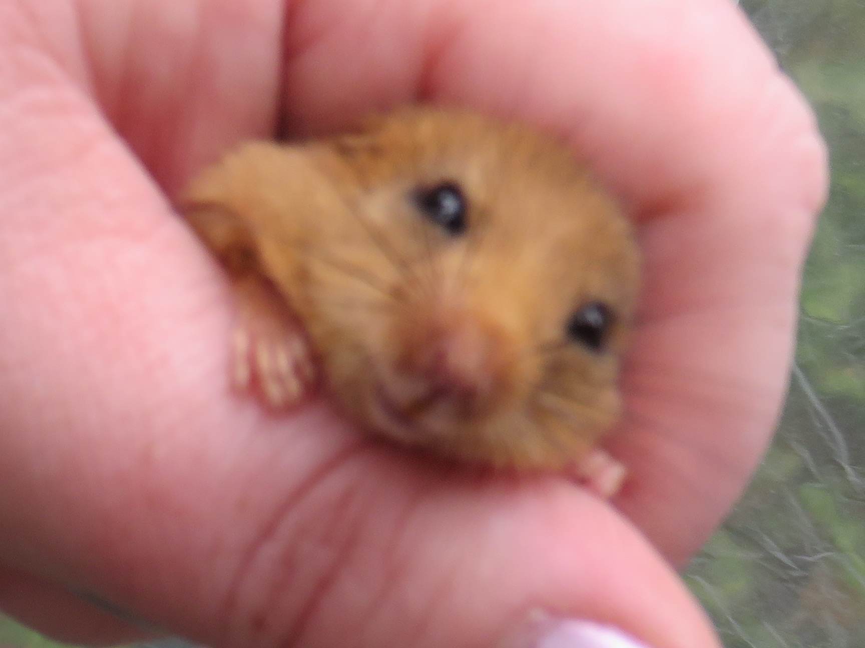 Howardian Local Nature Reserve Dormouse in hand
