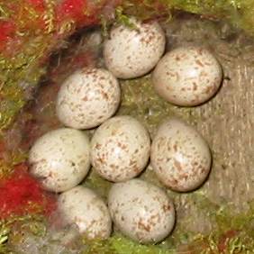 Howardian Local Nature Reserve
  Blue Tit nest with clutch of eight eggs