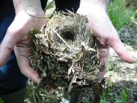 Howardian Local Nature Reserve
  Dormouse nest