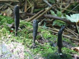 Dead Man's Fingers
    Xylaria polymorpha