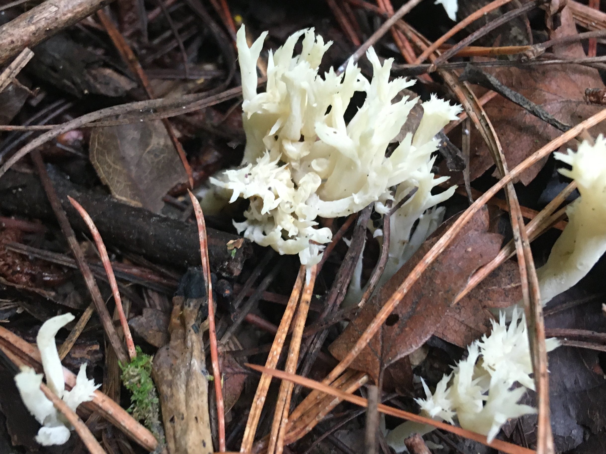 Crested Coral
     	Calocera viscosa 