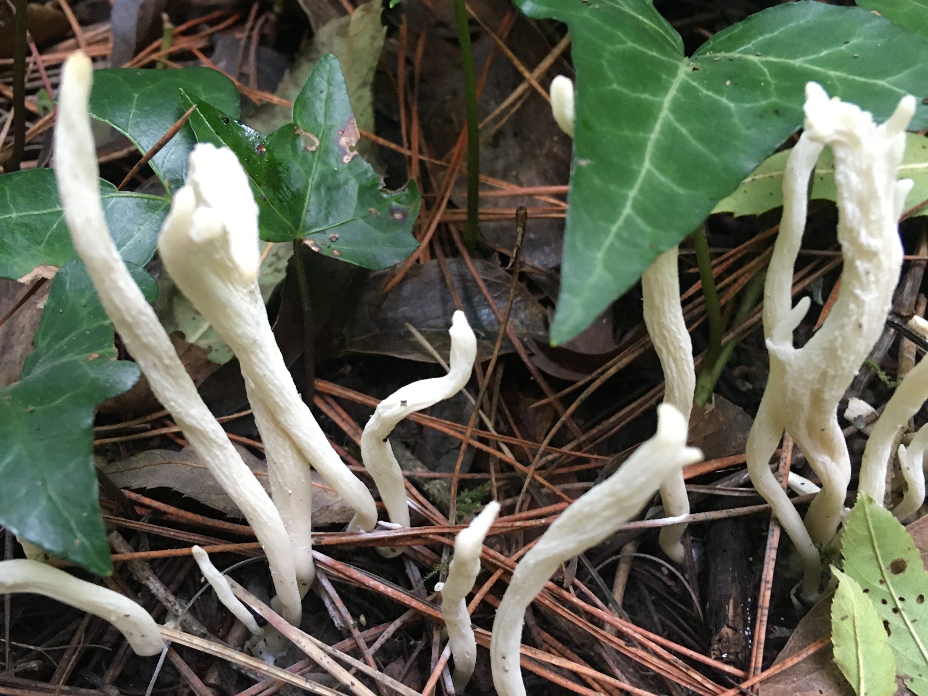 Wrinkled Club fungus
    Clavulina rugosa