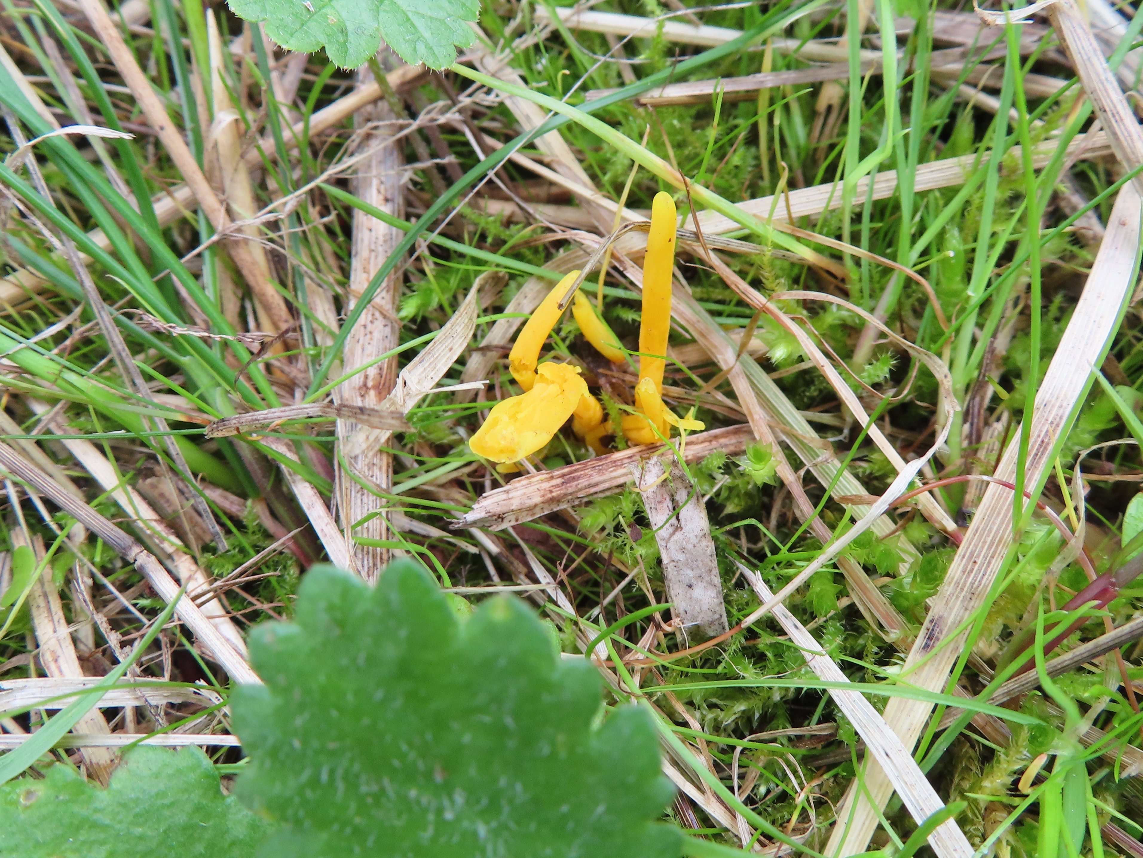 Yellow Stagshorn
     	Calocera viscosa 