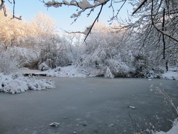 Howardian Local Nature Reserve
    Pond in Snow