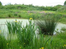 Howardian Local Nature Reserve
  New Pond
