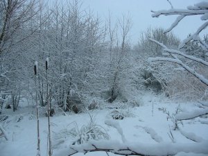 Howardian Local Nature Reserve
    Scrape in Winter