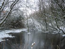Howardian Local Nature Reserve
  Western end of Wetland in snow