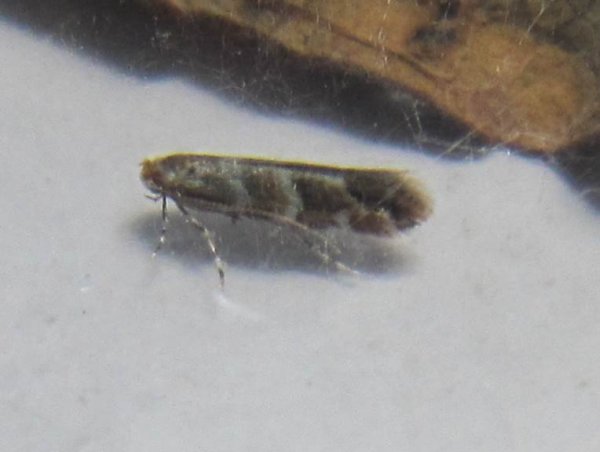 Cameraria ohridella ~ Leaf miner moth