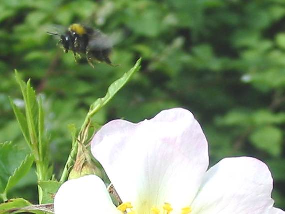 Howardian Local Nature Reserve
Bee flying fron Wild Rose