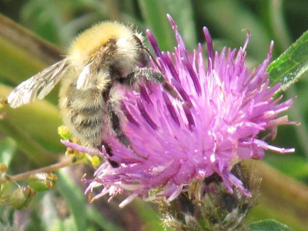 Howardian Local Nature Reserve
   Common Carder Bee