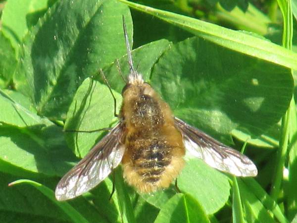 Howardian Local Nature Reserve
  Beefly