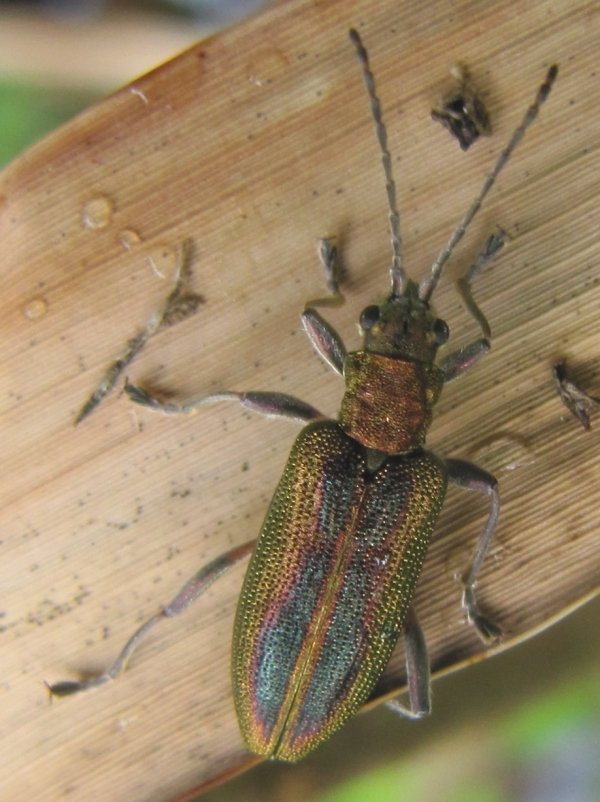 Howardian Local Nature Reserve
  Reed Beetle