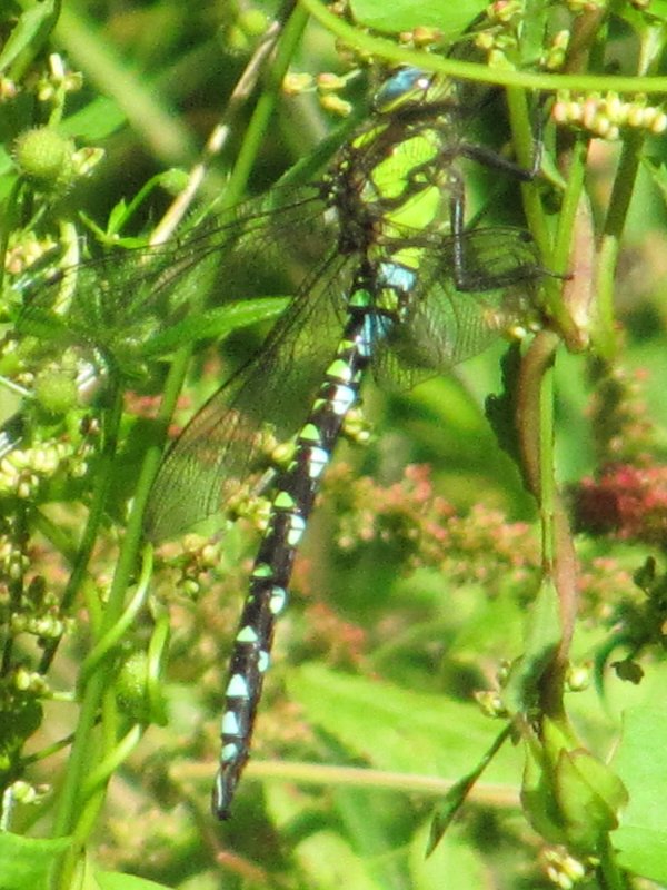 Howardian Local Nature Reserve
Southern Hawker Dragonfly 