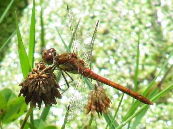 Howardian Local Nature Reserve
Common Darter Dragonfly