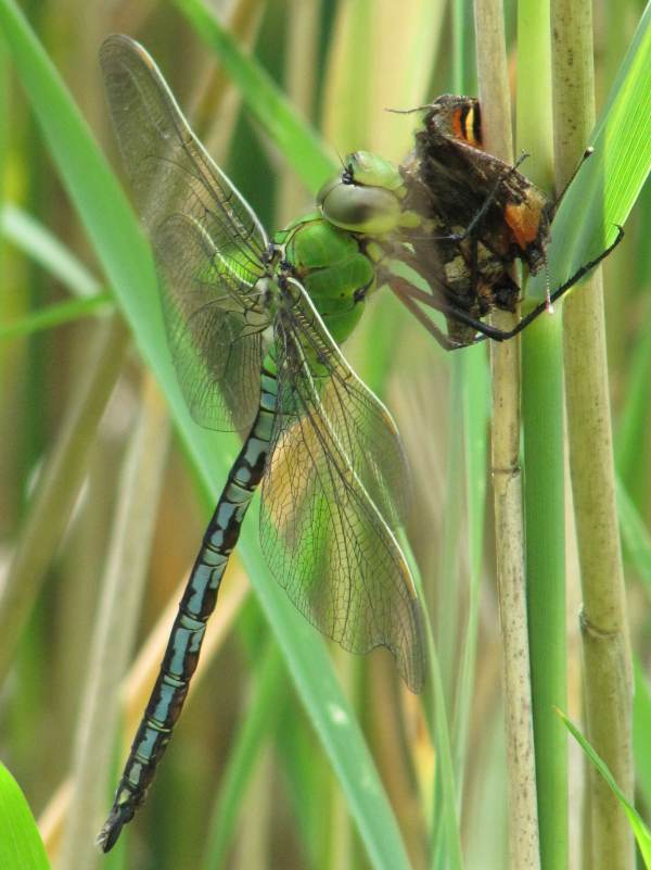 Howardian Local Nature Reserve
   Emperor Dragonfly