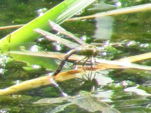 Dragonfly (Female ovipositing)
