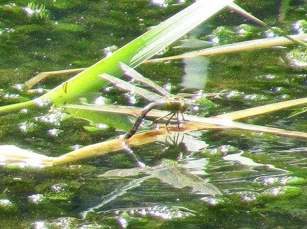 Howardian Local Nature Reserve
   Emperor Dragonfly