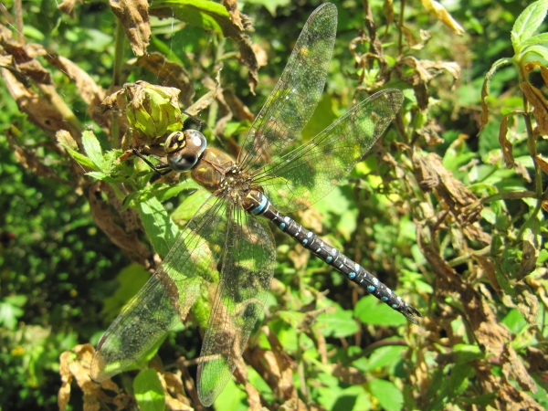 Howardian Local Nature Reserve
  Migrant Hawker (female) Dragonfly