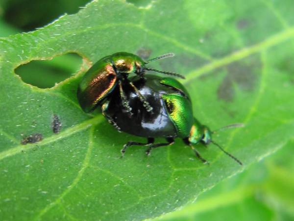 Howardian Local Nature Reserve
  Green Dock Beetle