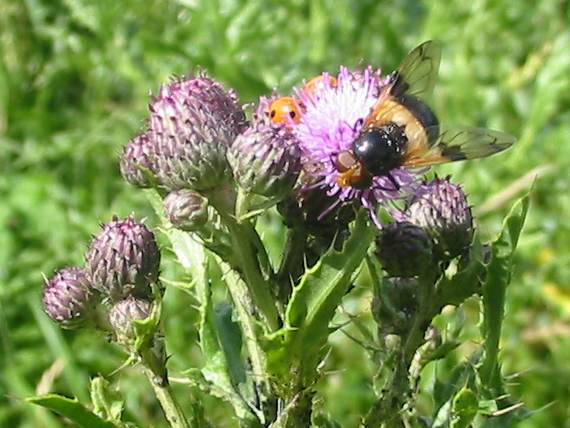 Howardian Local Nature Reserve
  Hover Fly on Thistle