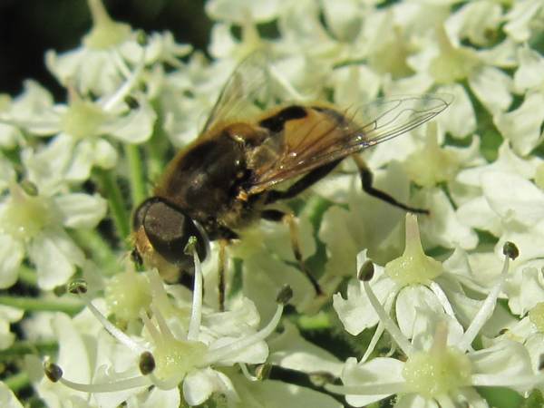 Howardian Local Nature Reserve
  Hoverfly (Eristalis arbustorum)