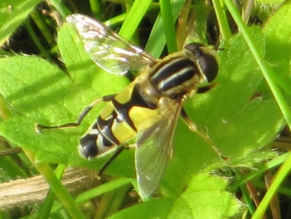 Hoverfly (Helophilus trivittatus)