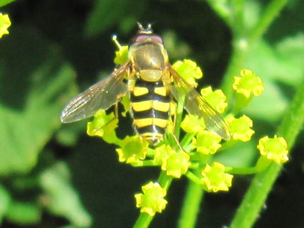 Hoverfly (Syrphus sp.)