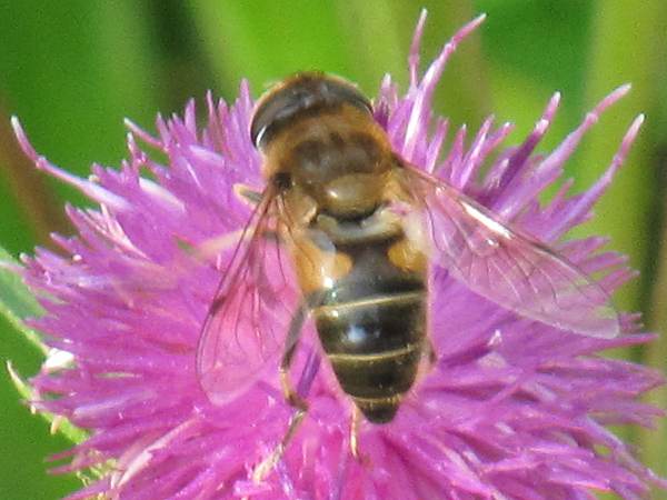 Howardian Local Nature Reserve
   Hoverfly