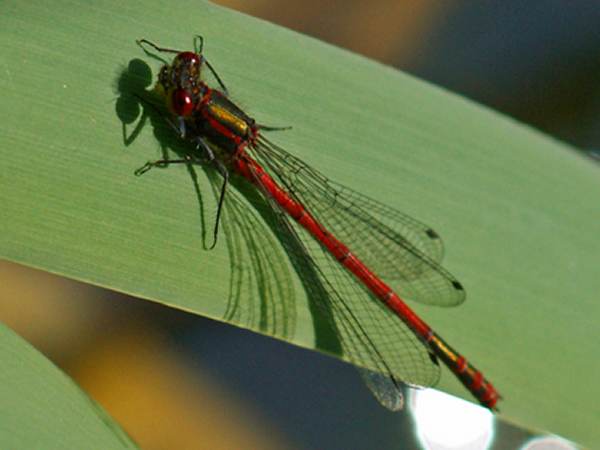 Howardian Local Nature Reserve
  Large Red Damselfly