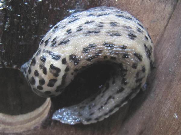 Howardian Local Nature Reserve
   Leopard Slug