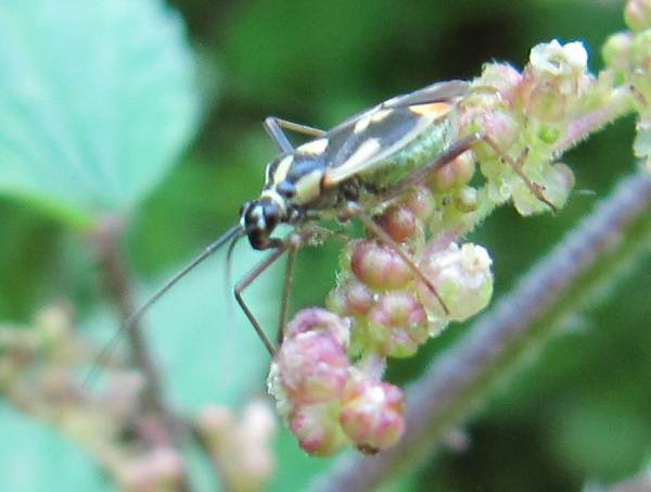 Mirid Bug (Calocoris (Grypocoris) stysi)